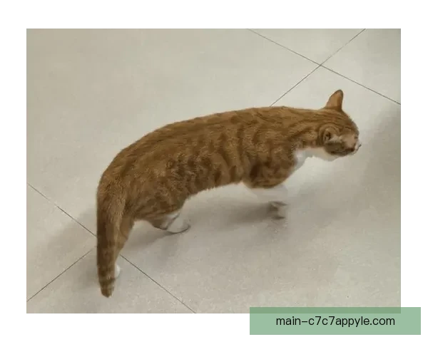 惊现哈基米广东四川赛场小猫闯